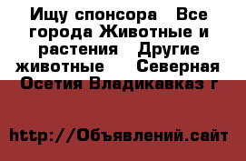 Ищу спонсора - Все города Животные и растения » Другие животные   . Северная Осетия,Владикавказ г.